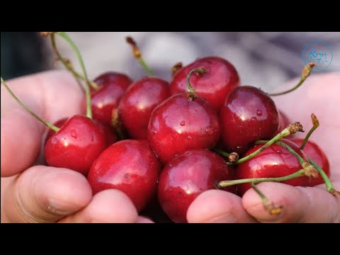 A Bank Full of Cherries | Rabbi Binyomin Pruzansky