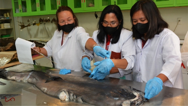 A shark on a bench being examined by three scientists 